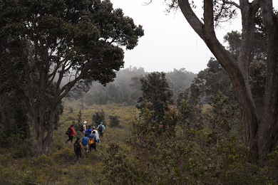Distance shot of a group of students wearing backpacks walking through lush vegetation with gray mist hanging in the air