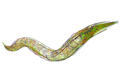 A closeup wireframe diagram of a worm is shown in profile as if wriggling past the viewer. The worm is full of green lines connecting tiny colored balls that represent neurons.