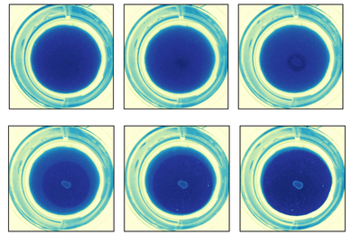Two by four grid of images of blue material on a petri dish, showing a central blob slowly emerging in lighter blue