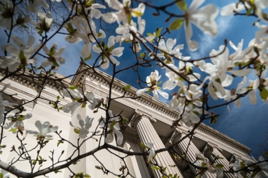 Close up shot of flowers blooming on a tree branch in springtime with MIT columns in the background.