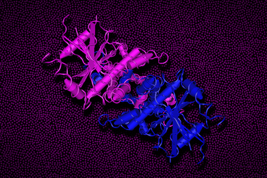 Against a decorative background is a rendering of a STING protein made of curling strings and rods. It is pink on the left and blue on the right, and the parts are intertwined.