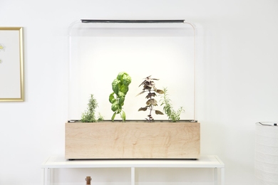 A well-lit indoor herb garden sits on a shelf in a white room. It features a pale wooden base with four plants in a clear glass case.