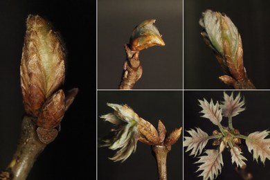Five photos of a red oak leaf emerging.