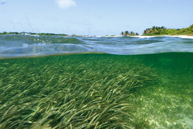 Underwater view of kelp.
