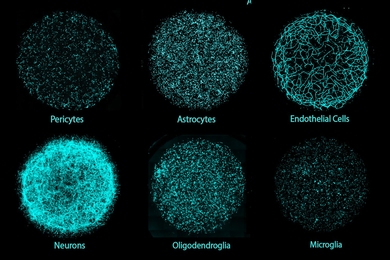 Stem cells | MIT News | Massachusetts Institute of Technology