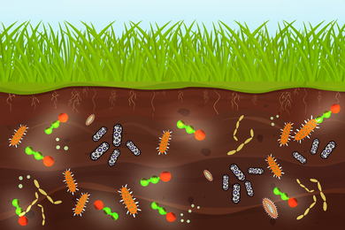 Microbes and nitrous oxide molecules in soil