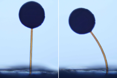 Two screenshots show the microscopic lollipops. One curves to the left, pulled by magnetism.